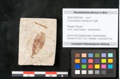 Foto (Objekt + Etikett) von Chrysophyllum olympicum Unger (NHMW-GEO-2024-0188-8166)